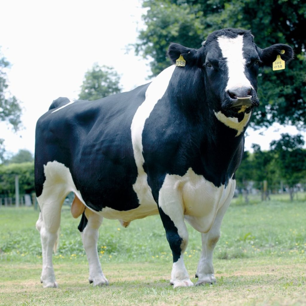 Example of Holstein Friesian bull supplying LIC Ireland farmers