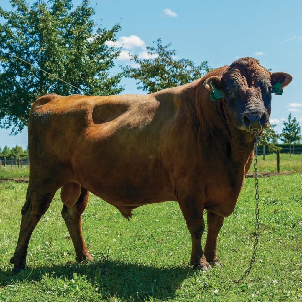 Example of Jersey bull supplying LIC Ireland farmers