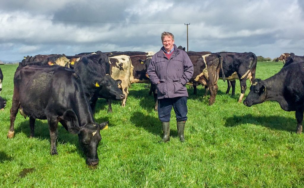 Joe Kirwan LIC dairy herd