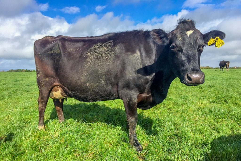 LIC dairy herd Joe and Kathleen Kirwan