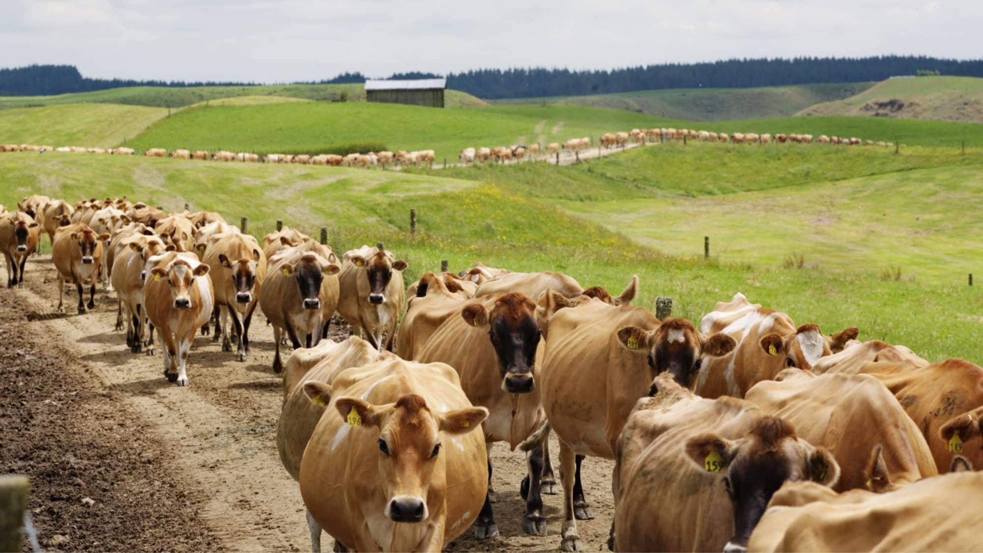 A2 Jersey cow herd