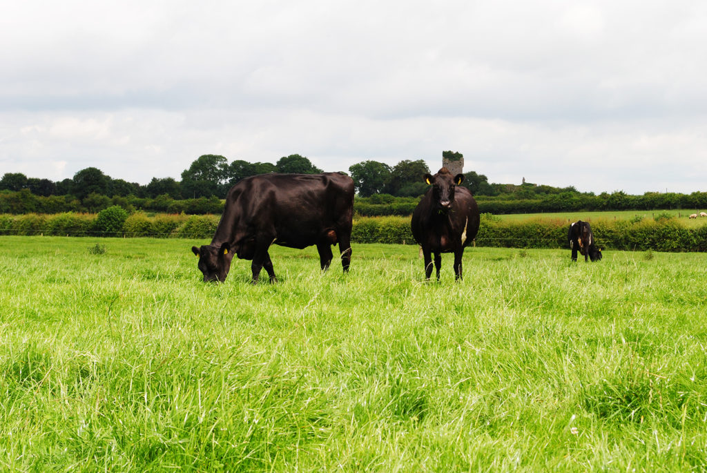 Joe Kathleen Kirwan Holstein Friesian