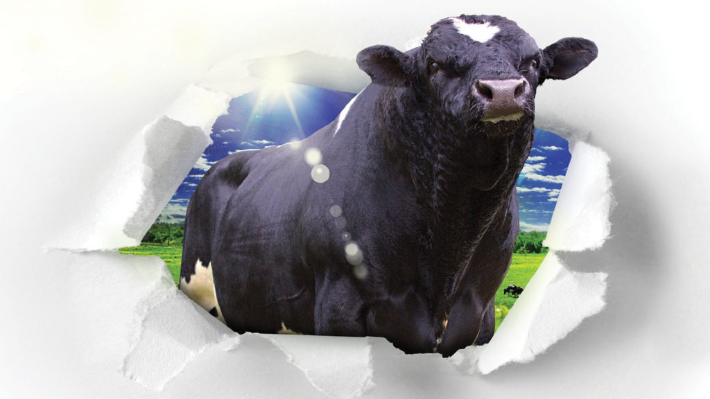 LIC Premier club bull