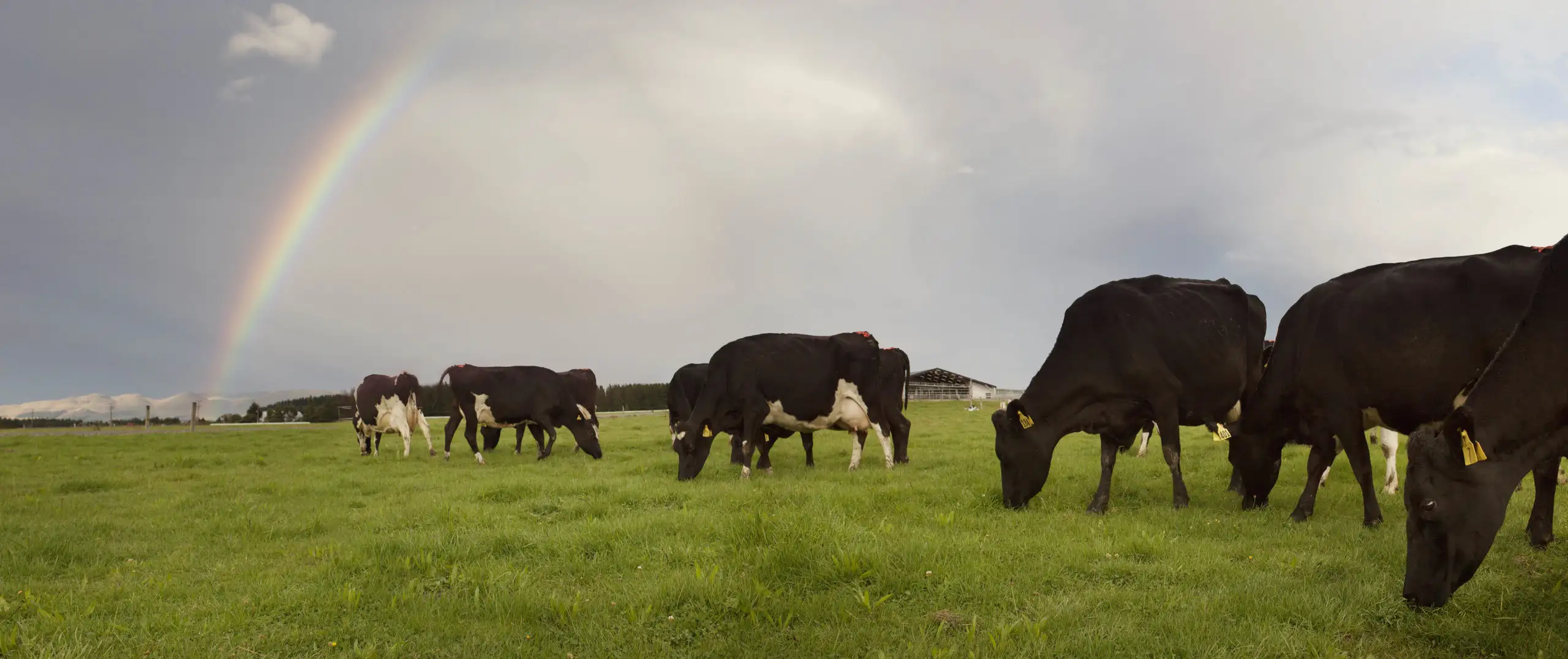 Cows grazing in a green grassy paddock