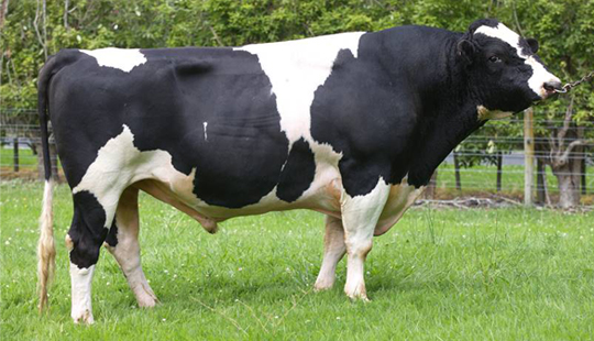 LIC_Beamer_bull