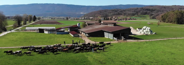 swiss organic dairy farm