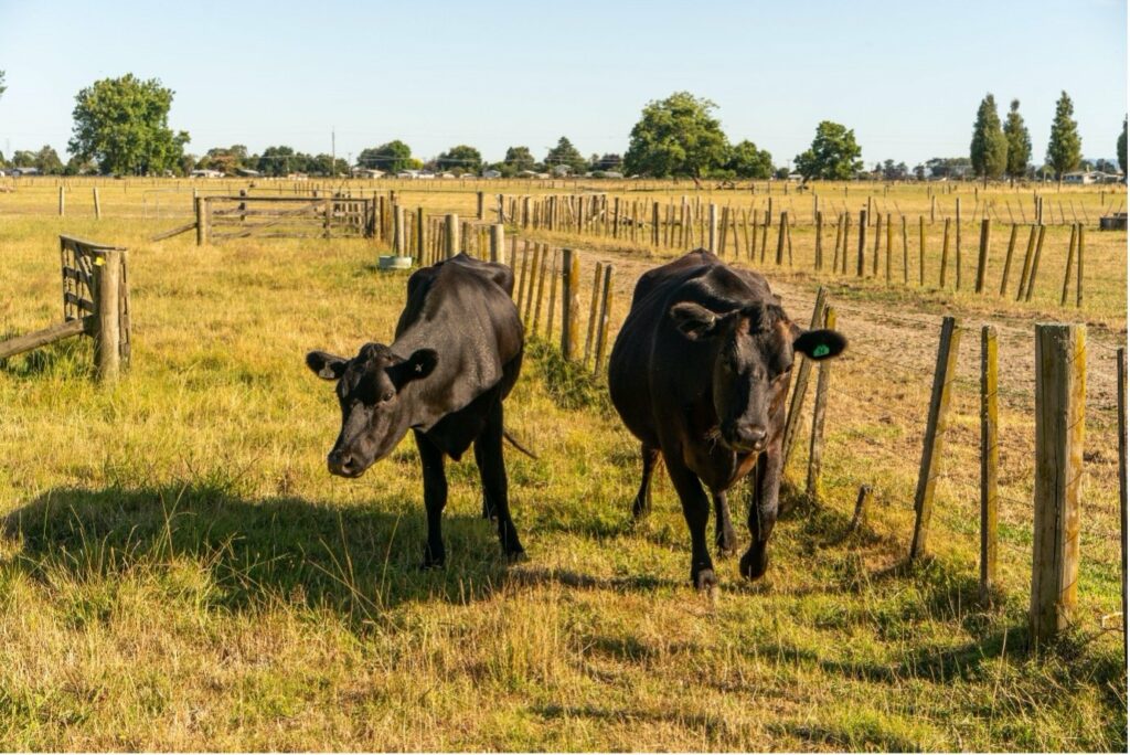 LIC_NZ_dairy_cow_LIC_research