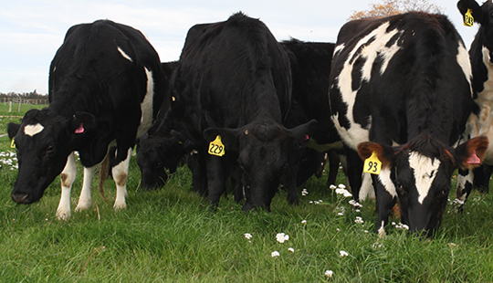 Dairy-cows-grazing