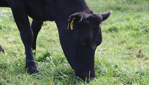 Dairy-cow-grazing-grass