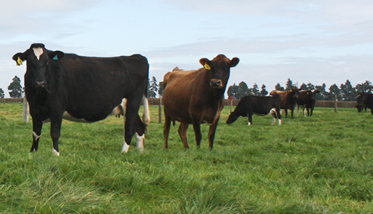 NZ_dairy_cows