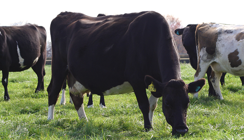 NZ_dairy_herd_grazing