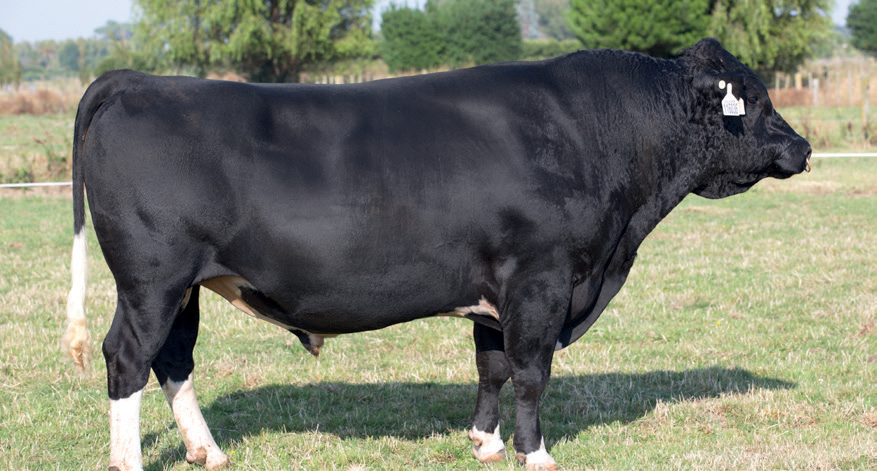 LIC Holstein Friesian bull Backdrop