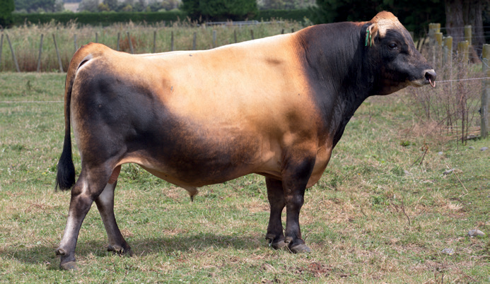 LIC Jersey bull Dexter