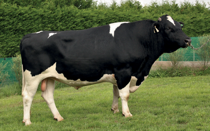 LIC Holstein Friesian bull Galant