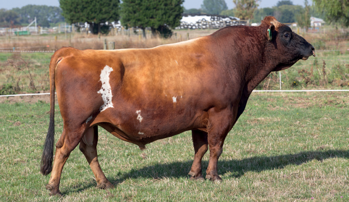 LIC Jersey bull Galiivant