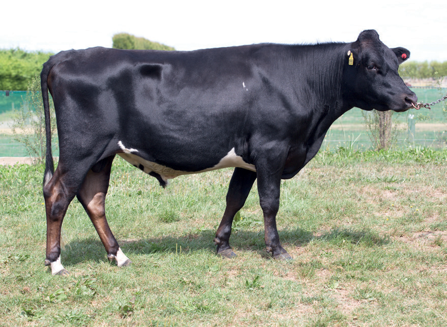 LIC KiwiCross bull Honenui