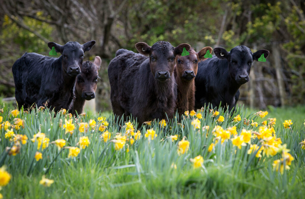 Dairy x Angus calves in New Zealand