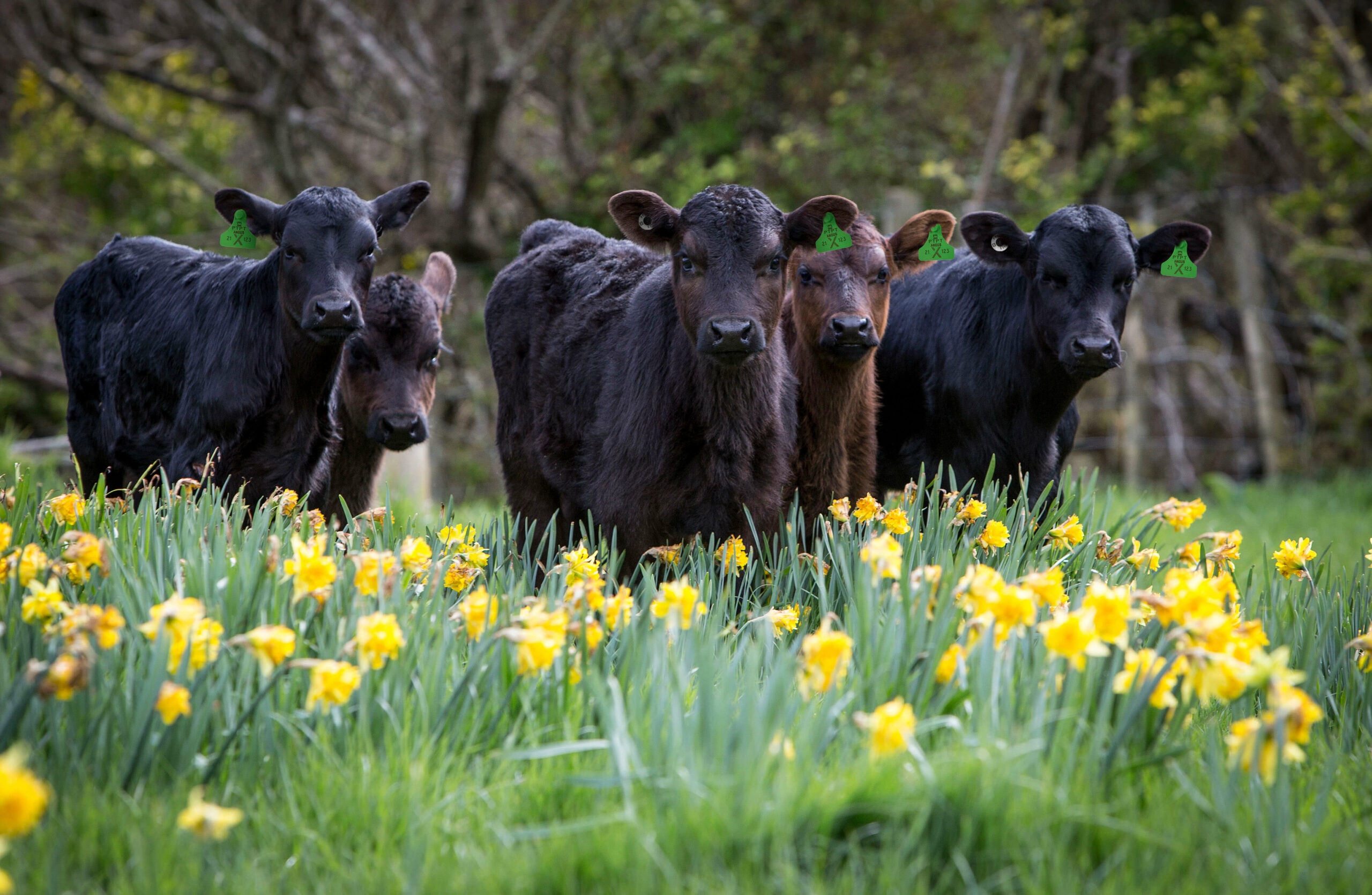 Dairy x Angus calves in New Zealand
