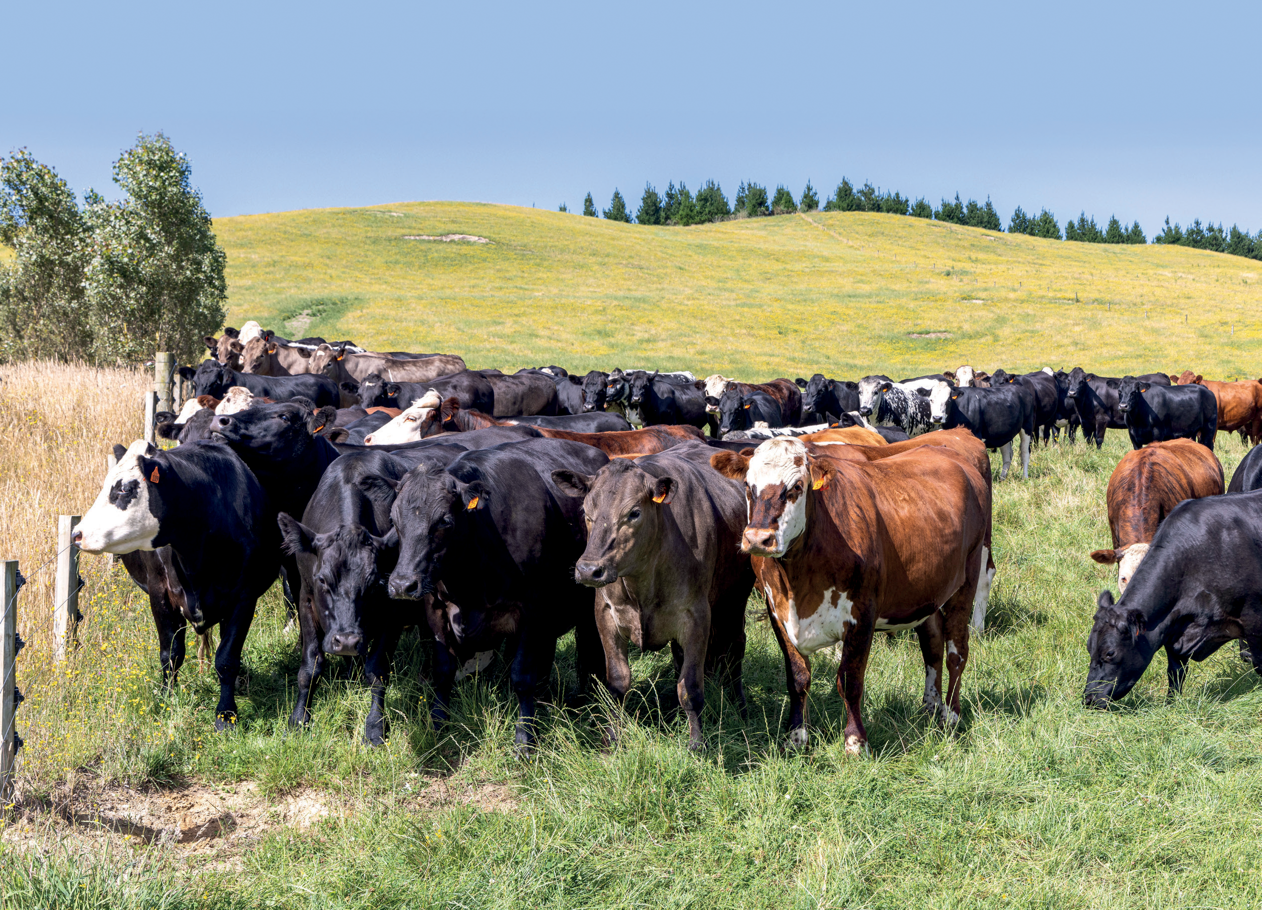 Dairy x beef cows on Broadland Station in NZ