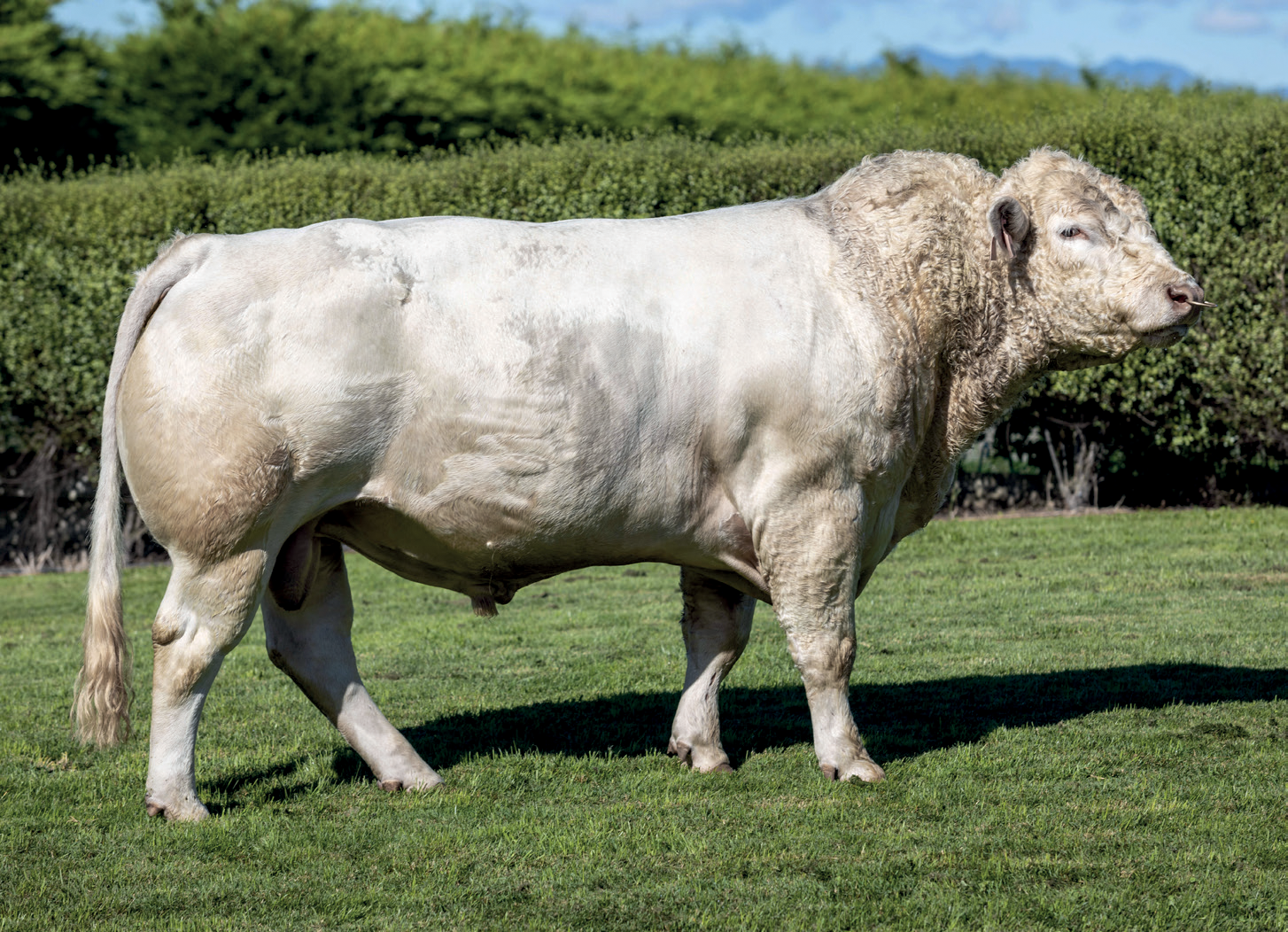 Charolais beef bull Kakahu Milestone