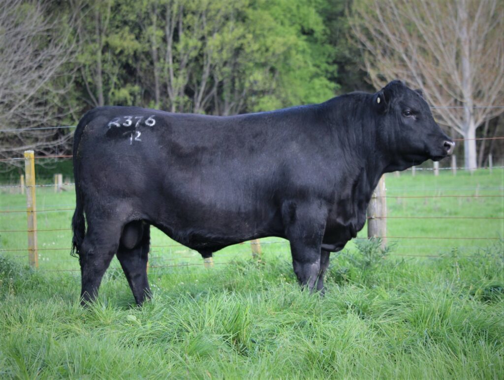Risslington Angus beef bull Paradox available through LIC Ireland