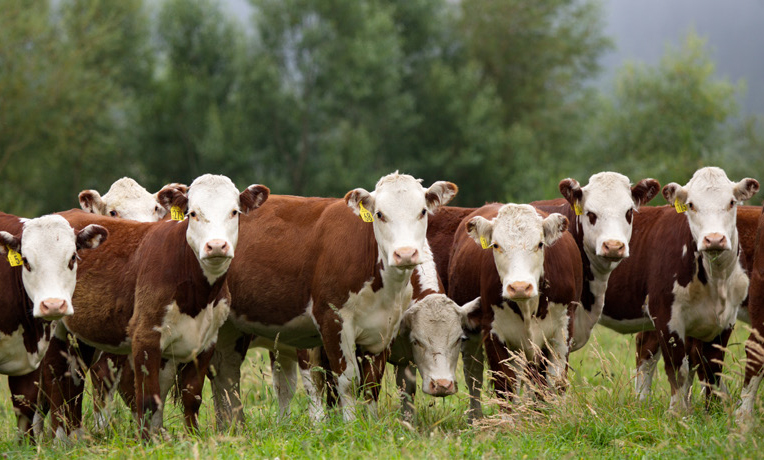 Beef bulls from Shrimpton's Hill Herefords
