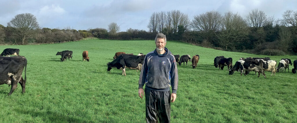 Irish dairy farmer Aidan Ahearne with his crossbred herd says life is much easier with a 10:7 milking regime