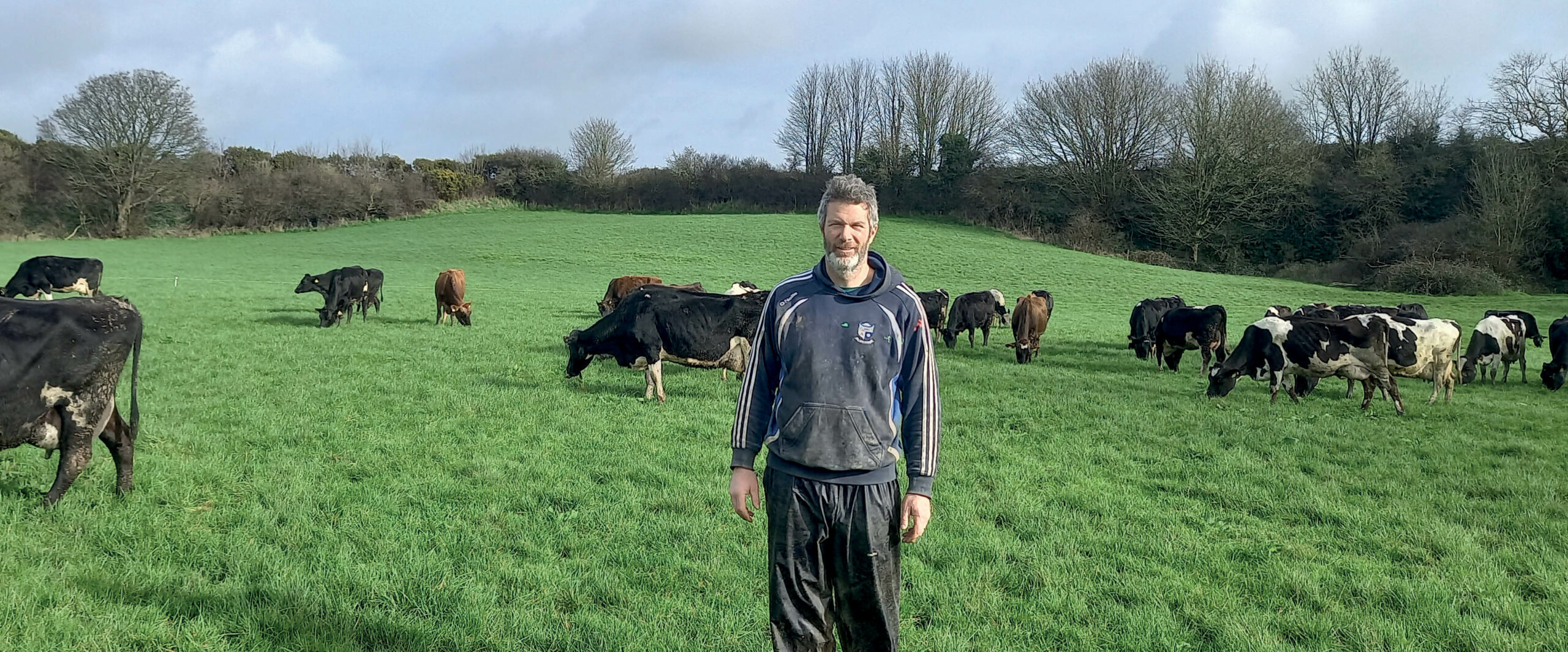Irish dairy farmer Aidan Ahearne with his crossbred herd says life is much easier with a 10:7 milking regime