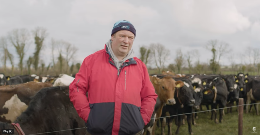 high performing Irish farmer Simon Breen with his LIC bred crossbred cows.