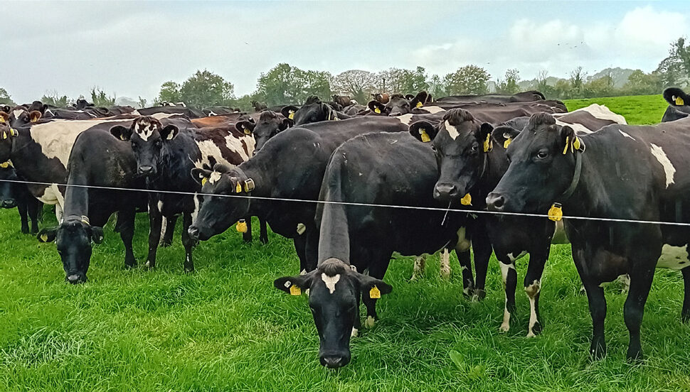 Simon Breen's crossbred cows bred from LIC genetics