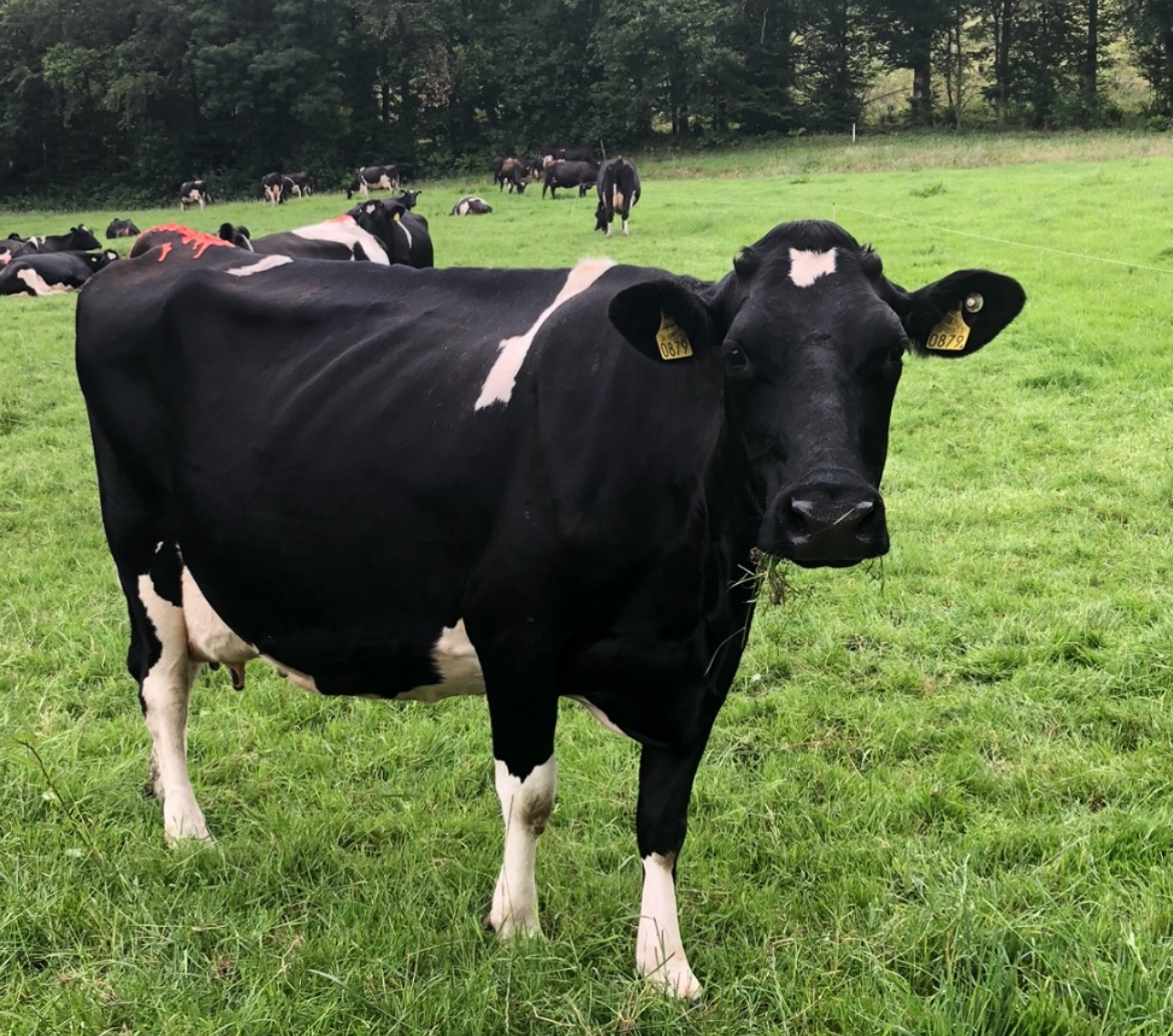 One of Martin's NZ Friesian cows is the dam of Boporu Bro from LIC Ireland's bull breeding programme