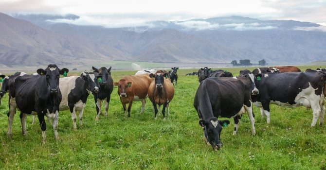 LIC dairy cow breeds