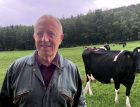 Martin's Cows 2 copy.jpg
